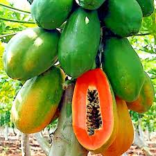 Papayas