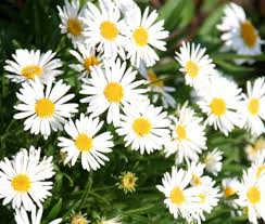 Semi di Aster Giallo e Bianco – Fioriture Bicolore Brillanti, Non-OGM