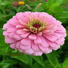 Semi di Zinnia (Semi di Zinnia Rosa Chiaro) - Fiori Eleganti per Esposizioni da Giardino Raffinate