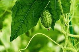 Graines de concombre pour un ajout amusant et savoureux à votre jardin – Améliorez votre expérience de jardinage avec ces petits délices croquants !