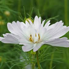 Semillas de Cosmos Blanco Espumoso – Variedad Premium para Jardín en Floración