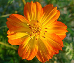 Yellow & Orange Cosmos Flower Seeds , Vibrant Blooms for Your Garden