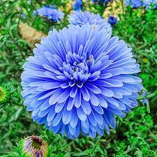 Blue & White Aster Flower Seeds , Striking Bi-Color Blooms, Non-GMO
