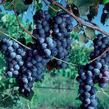 Concord Grape Seeds (Heavy Fruiting Seeds) - 30