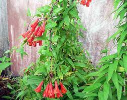 Semillas de Bomarea Salsilla – Variedad exótica trepadora para una exuberante belleza de jardín