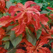 Amaranth Bicolor Illumination Seeds for Planting, Gardening Enthusiasts