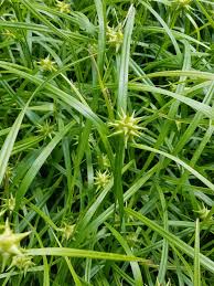 Semillas de Carex Grayi para plantar, semillas de calidad premium para jardinería