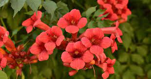 Semillas de Campsis Radicans – Variedad vibrante de vid trompeta para jardines trepadores resistentes