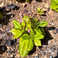 Jewels of Opar Flower Seeds – Premium Ornamental Variety for Vibrant Garden Displays