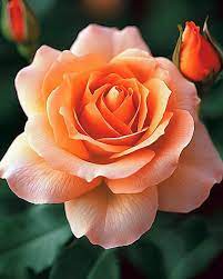 Apricot Rose Flower Seeds, Soft Warm Blooms, Easy to Grow, Non-GMO
