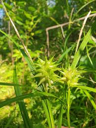 Semillas de Carex Grayi para plantar, semillas de calidad premium para jardinería