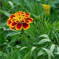 French Marigold (Tagetes patula) Seeds, Compact and Vibrant Blooms for Gardens