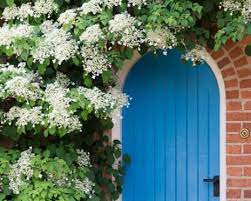 Semi di Ortensia (Semi di Ortensia Rampicante) - Ideali per Giardini Verticali e a Parete