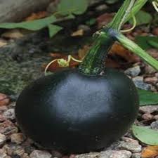Squash 'Little Gem Rolet' Seeds For Planting: Hardy Gardening Variety for Your Vibrant Garden