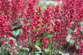 Coral Bells Seeds – Vibrant Foliage and Delicate Blooms for Garden Planting