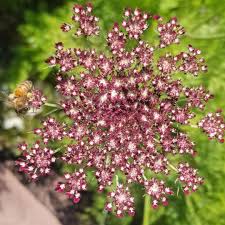 Semillas de Daucus Carota Dara – Variedad Premium de Zanahoria Ornamental para Flores Coloridas en el Jardín