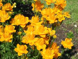 Semillas Trollius Golden Queen – Variedad Premium para Jardín con Floración Vibrante