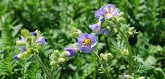 Semi di Fiore JACOBS LADDER: Piante Rampicanti Premium per Spazi di Giardino Verticale