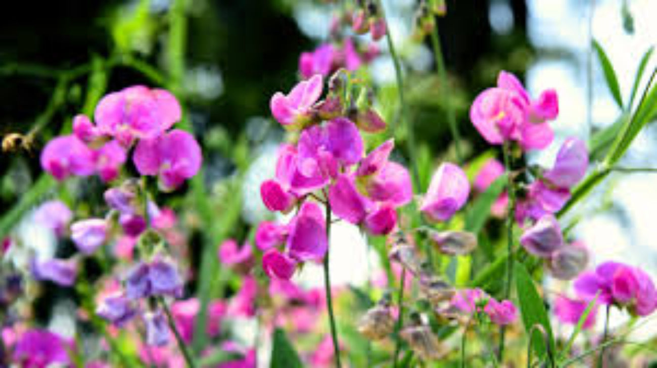 Semillas de flores Sweet Pea (alto) Old Times para plantar, clásicas, fragantes guisantes dulces altos para una exhibición de jardín atemporal