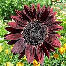 Chocolate Cherry Sunflower Seeds – Rich Burgundy Garden Blooms