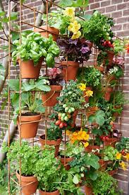 Mini Veg Patch Seeds  Elevate Your Gardening Experience with a Bounty of Fresh, Homegrown Vegetables!