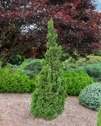 Narrow Upright Evergreen for Elegant Vertical Accents