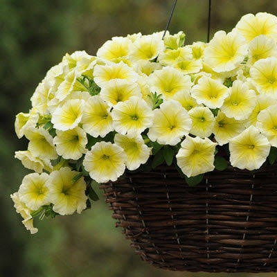 Creamy Yellow Petunia Seeds – Soft, Elegant Blooms for Gardens & Containers