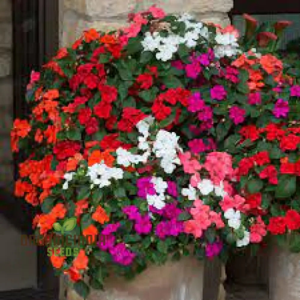 Impatiens Flower Seeds For Planting - Mixed Variety For Vibrant And Lush Gardens Perfect Colorful