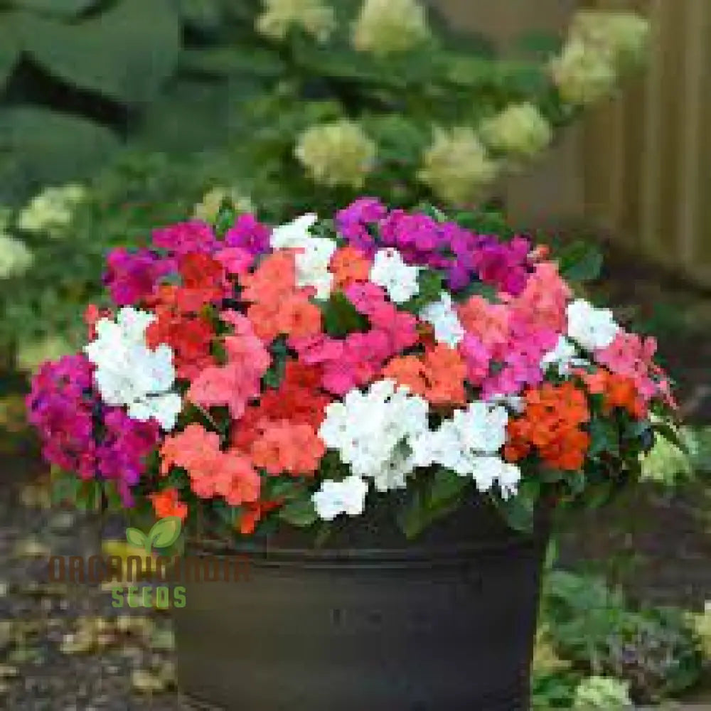 Impatiens Flower Seeds For Planting - Mixed Variety For Vibrant And Lush Gardens Perfect Colorful