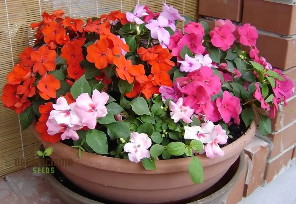 Impatiens Flower Seeds For Planting - Mixed Variety For Vibrant And Lush Gardens Perfect Colorful