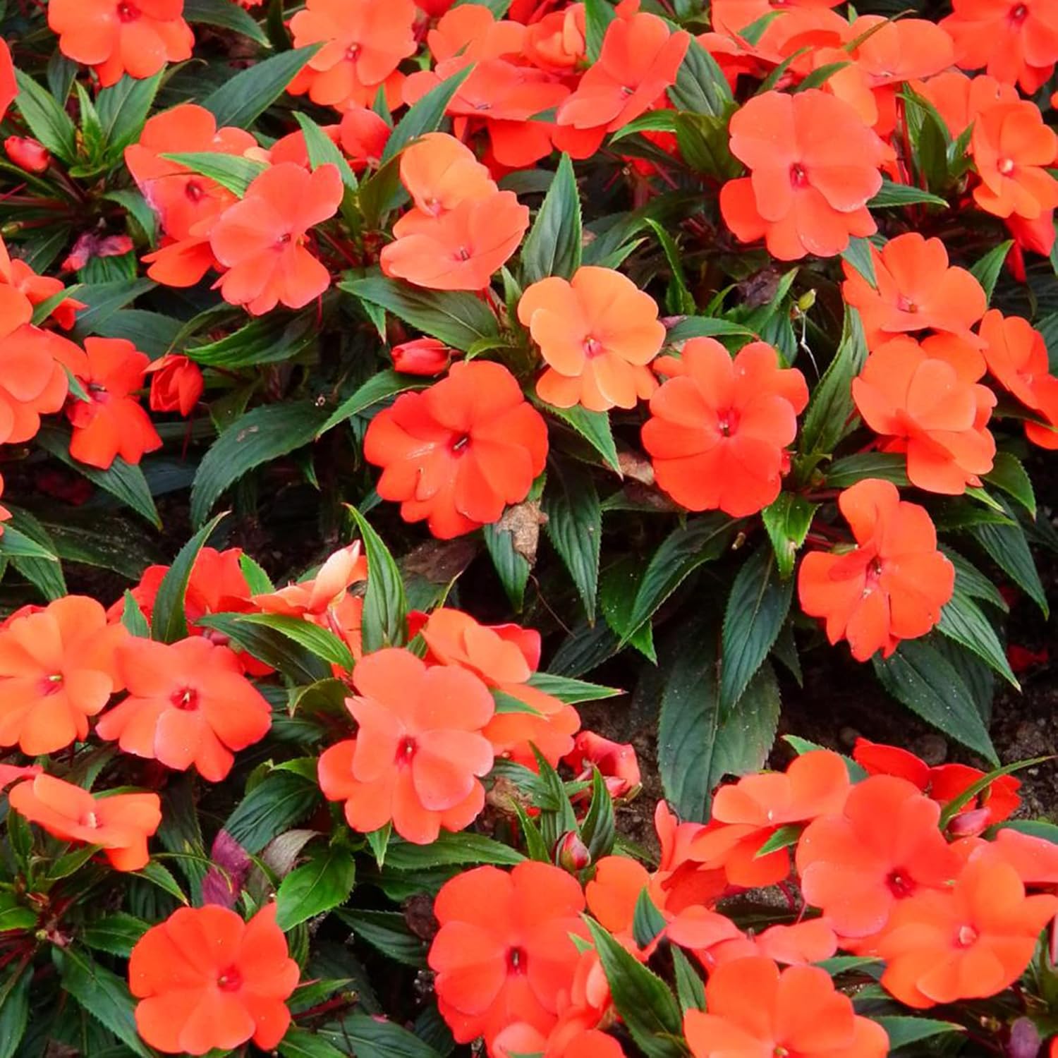 Mature Impatiens plants grown from seeds in landscape garden