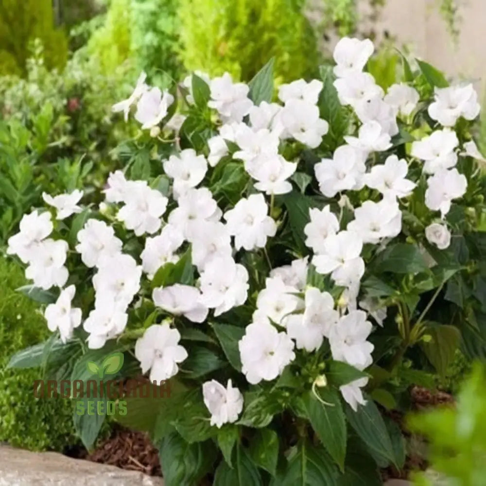 Impatiens Walleriana white flowers blooming in garden