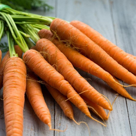 Growing Imperator 58 Carrots from Seeds in Garden, High-Yield Variety