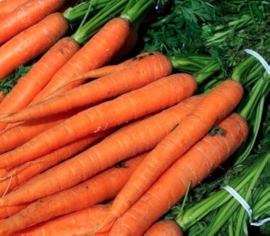 Carrot Seedlings from Imperator 58 Seeds, Easy-to-Grow Garden Carrots