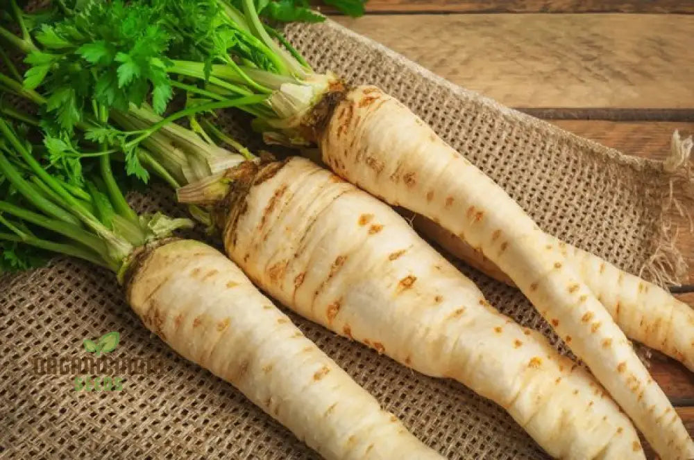 Mature Imperial Crown Parsnip Plants, Home Garden Parsnip Seeds