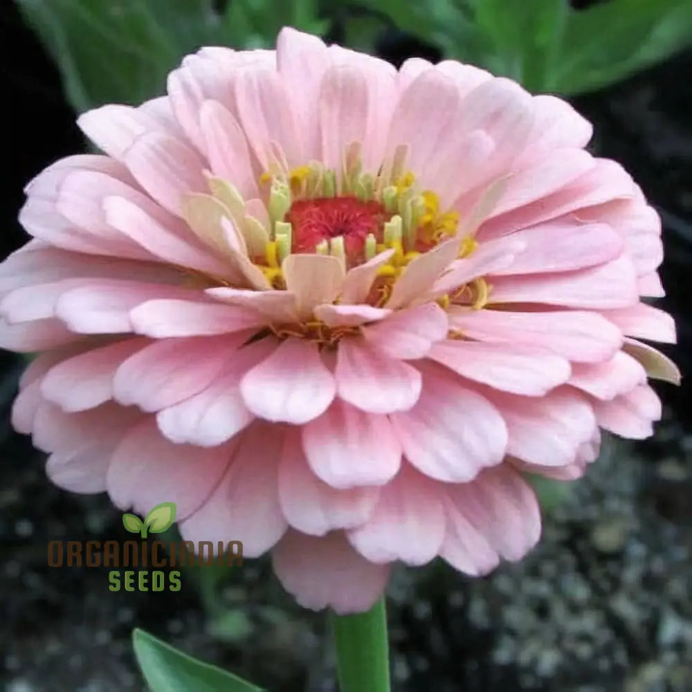 Imported Light Pink Zinnia Flower Seeds - Elegant Blooms For Graceful Garden Displays Seeds