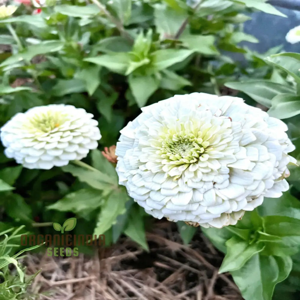 Imported White Zinnia Flower Seeds Premium Quality Vibrant Blooms Perfect For Gardens Seeds