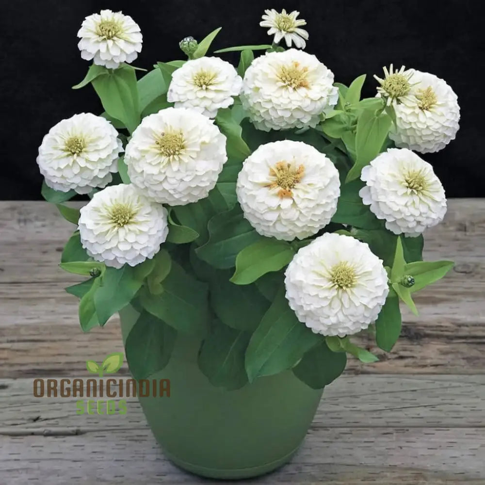 Imported White Zinnia Flower Seeds Premium Quality Vibrant Blooms Perfect For Gardens Seeds