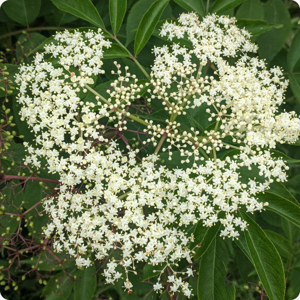 Improved cultivar elderberry seeds for planting in garden