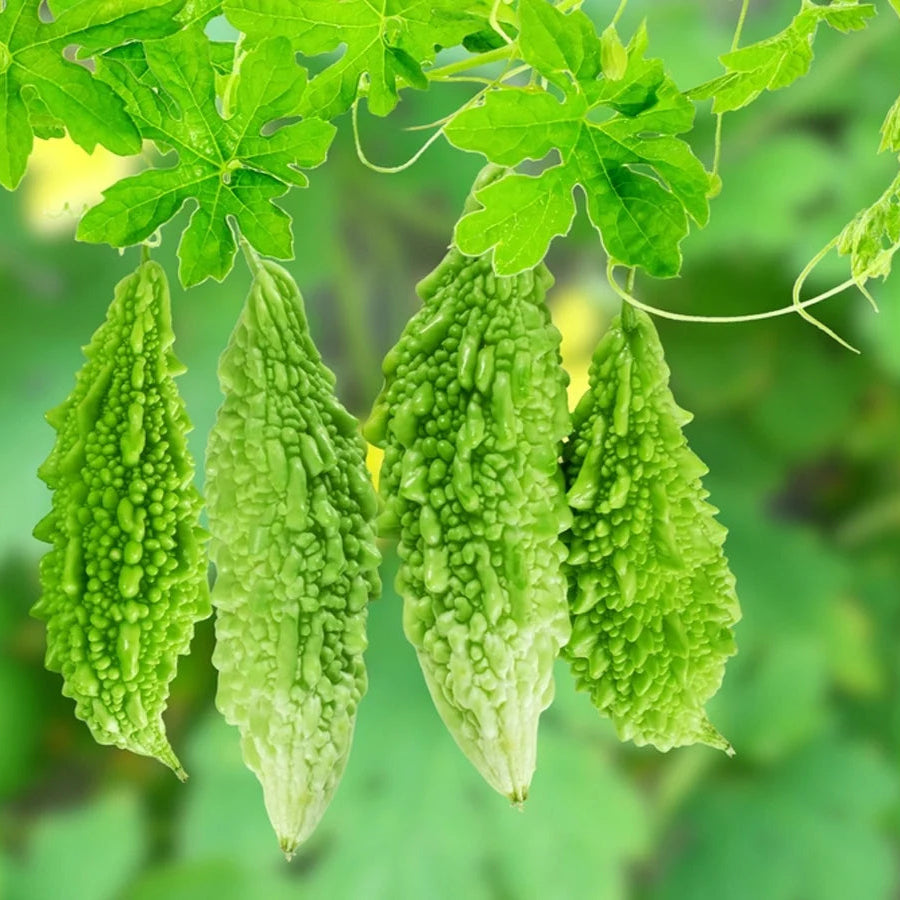 Indian Bitter Gourd Seeds Heirloom Karela High-Yield Variety