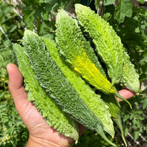 Indian Bitter Gourds Growing on Vine Heirloom Seeds