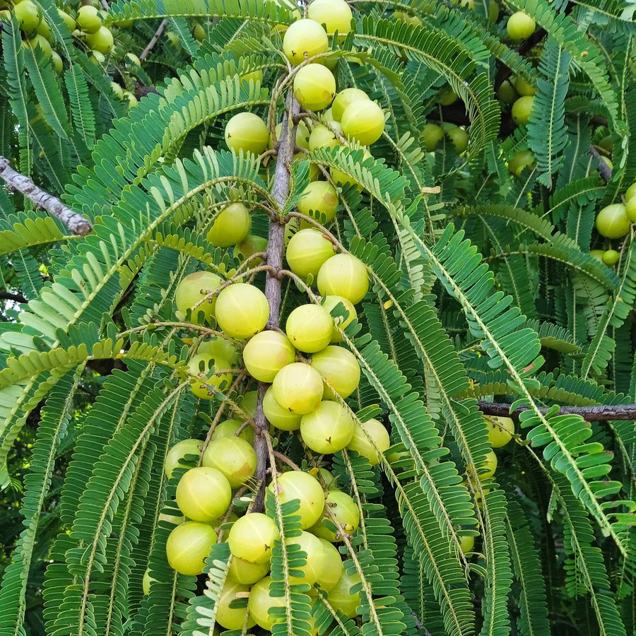 Green Indian Gooseberry Fruits on Branch