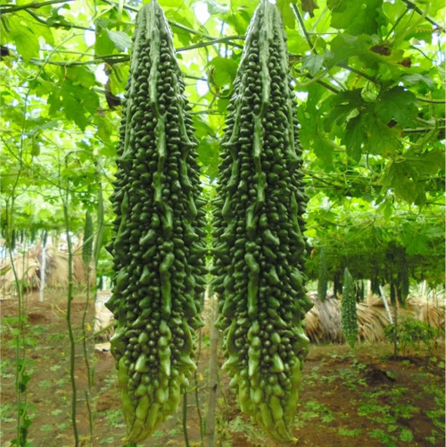 Indian Long Bitter Gourd Seeds for Home Gardening and Farming