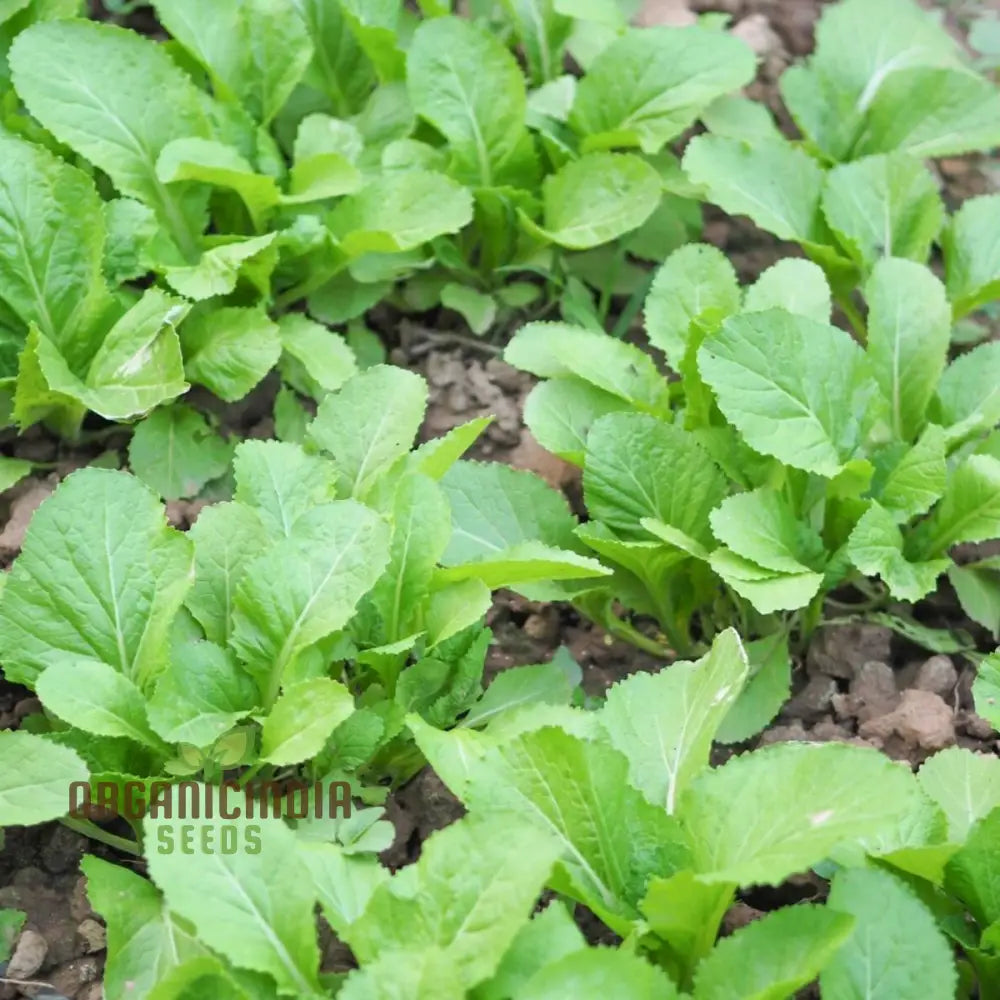 Indian Mustard Amsoi Green Seeds for Planting – Heirloom Mustard Greens