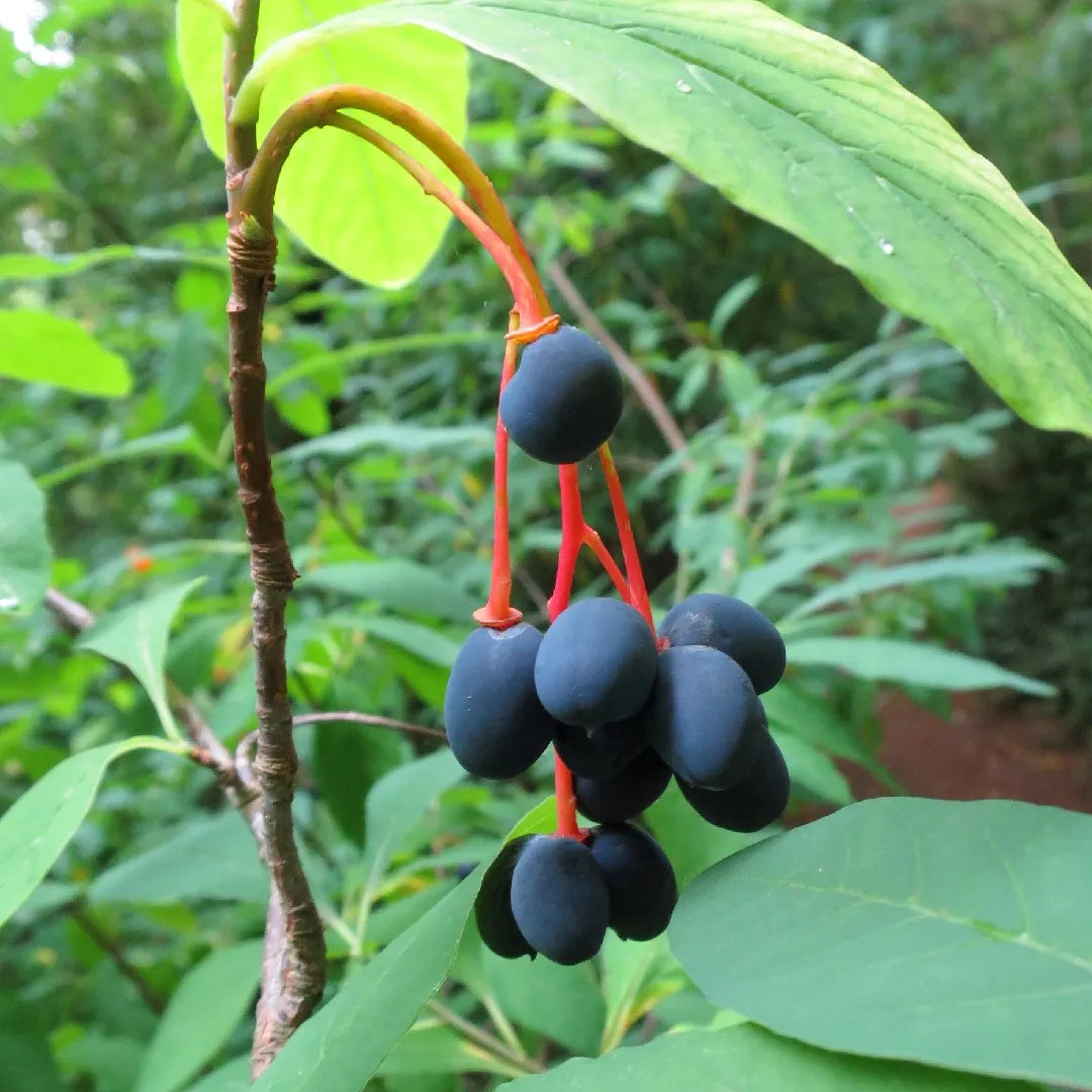 Indian Plum Oso Berry Seeds – Oemleria cerasiformis Shrub for Planting