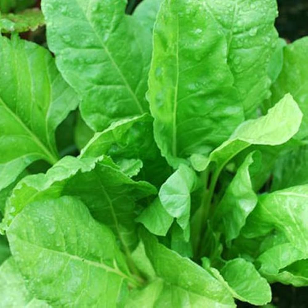 Indian Summer Spinach Seedling for Home Garden, Easy-to-Grow Heirloom Greens