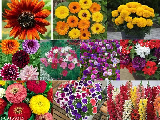 Close-Up of Indian Summer Flower Blooms from Premium Seeds
