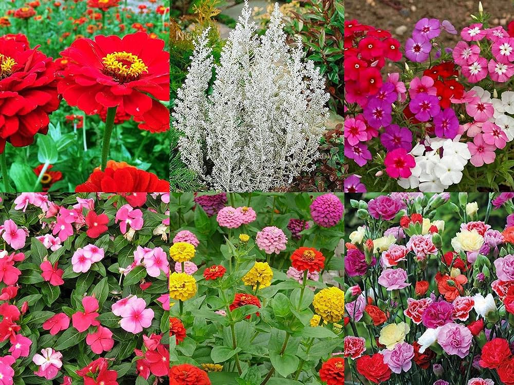 Indian Summer Flower Seeds Growing in Home Garden with Colorful Flowers