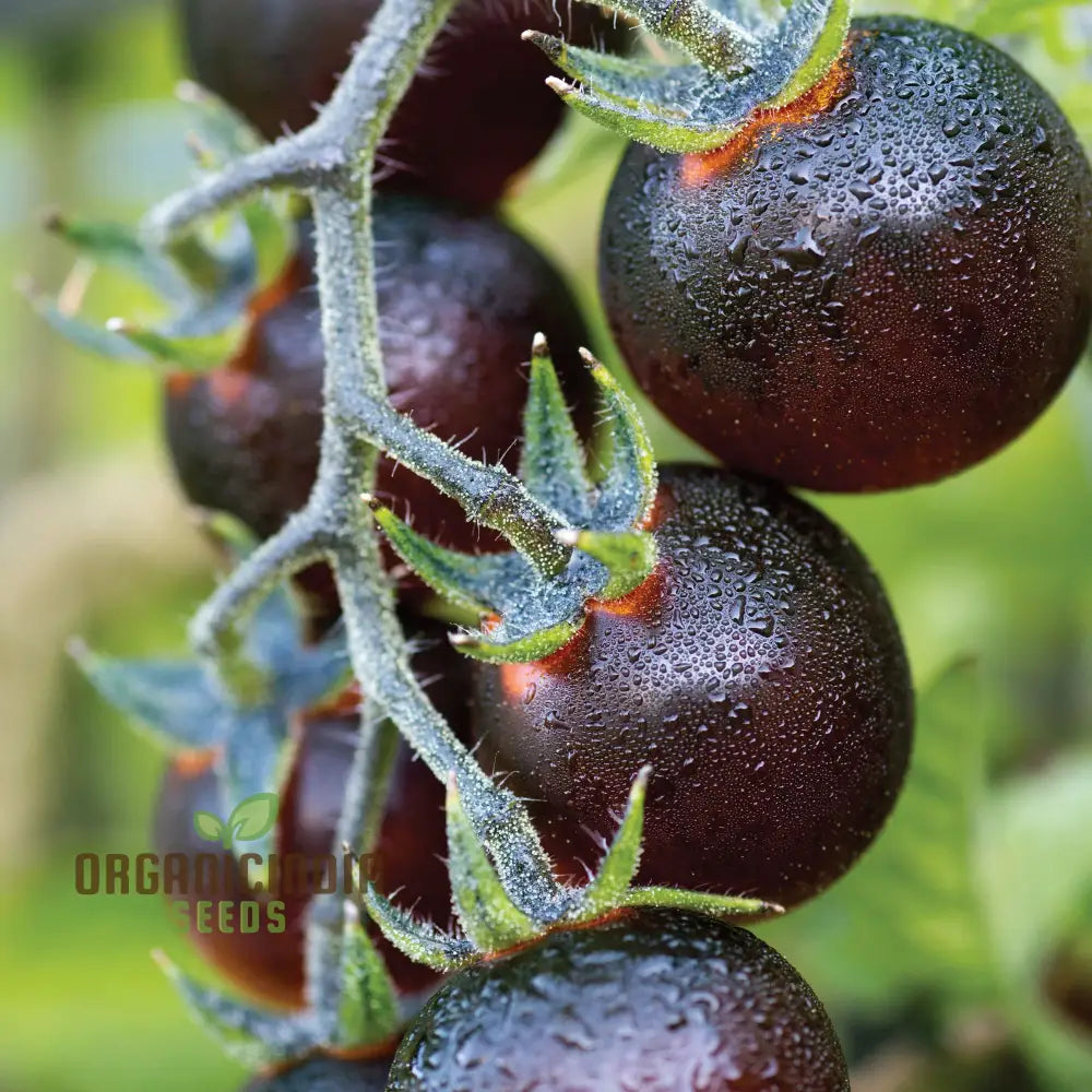 Indigo Blue Berries Tomato Seedling Growing in Garden, Easy-to-Grow Heirloom Tomato Seeds