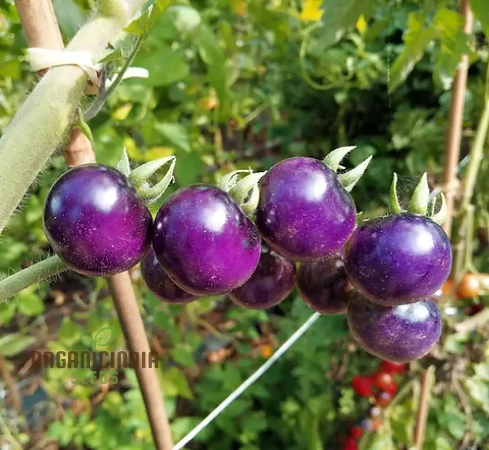 Indigo Blue Berries Tomato Seeds for Planting, Rare Blue Tomato Variety